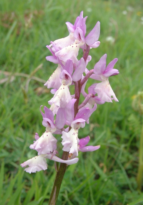 Orchis x colemanii (ibrido: Or. mascula x Or. pauciflora)